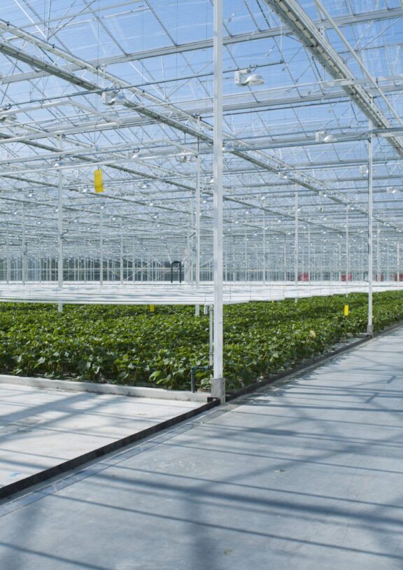 Greenhouse Structure Building